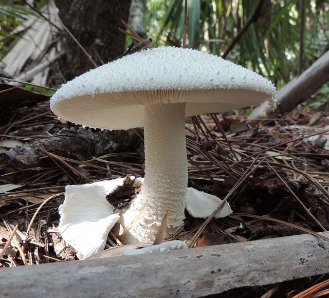 Image of <i>Amanita polypyramis</i>