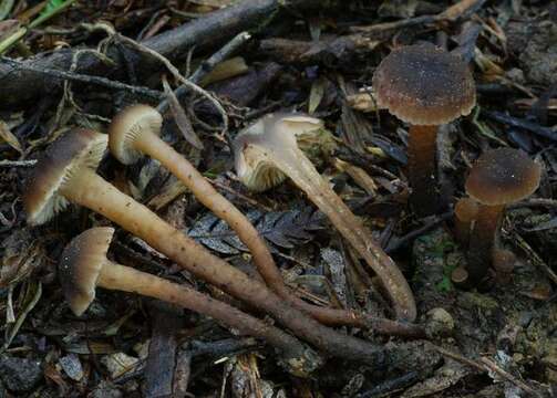 unclassified Agaricales resmi