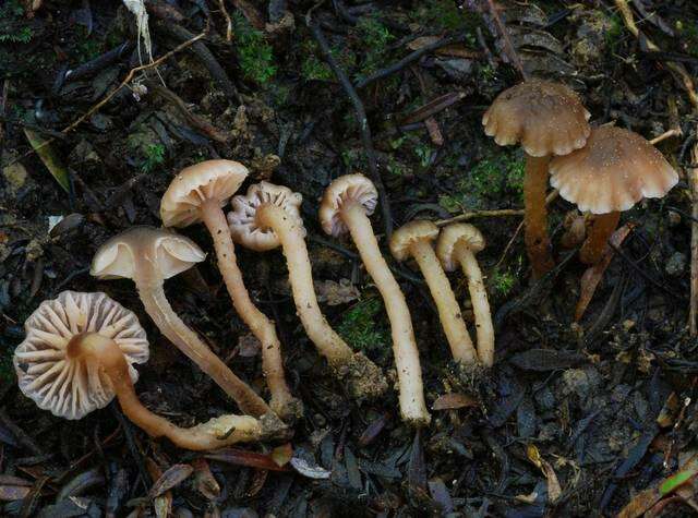 unclassified Agaricales resmi