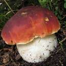 Boletus rubriceps D. Arora & J. L. Frank 2014 resmi