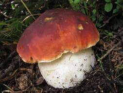 Boletus rubriceps D. Arora & J. L. Frank 2014 resmi