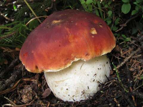 Image of Boletus rubriceps D. Arora & J. L. Frank 2014