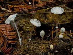 Слика од Coprinopsis ephemeroides (DC.) G. Moreno 2010