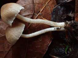 Image of Psathyrella noli-tangere (Fr.) A. Pearson & Dennis 1948