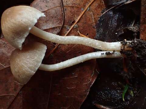 Image de Psathyrella noli-tangere (Fr.) A. Pearson & Dennis 1948