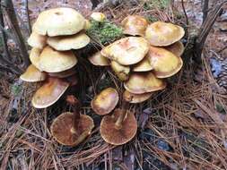 Image of Pholiota