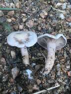 Image de Clitocybe