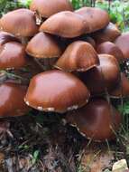 Image de Psathyrella