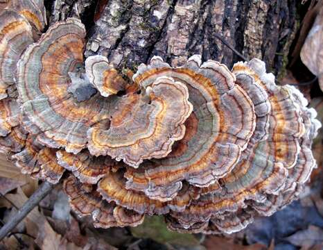 Image of Trametes