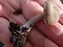 Image of Inocybe