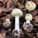 Image of Coker's Lavender Staining Amanita