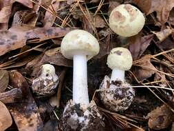 Image of Coker's Lavender Staining Amanita