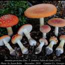 Image of Amanita persicina (Dav. T. Jenkins) Tulloss & Geml 2015