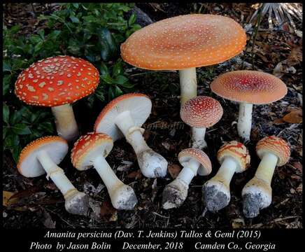 Image de Amanita persicina (Dav. T. Jenkins) Tulloss & Geml 2015