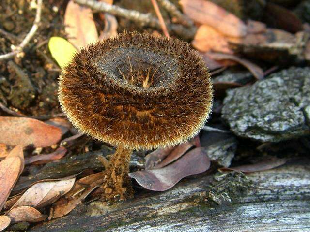 Image of Lentinus berteroi (Fr.) Fr. 1825