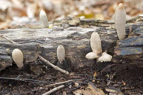 Image of Xylaria