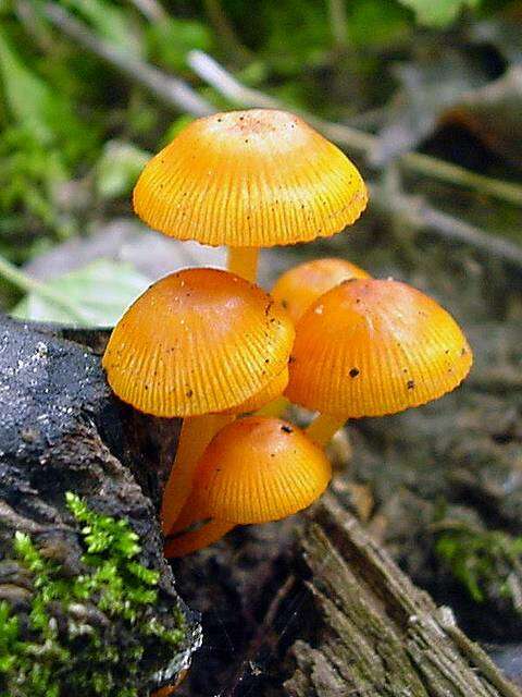 Image of Mycena leaiana (Berk.) Sacc. 1891