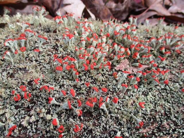 Image of cup lichen