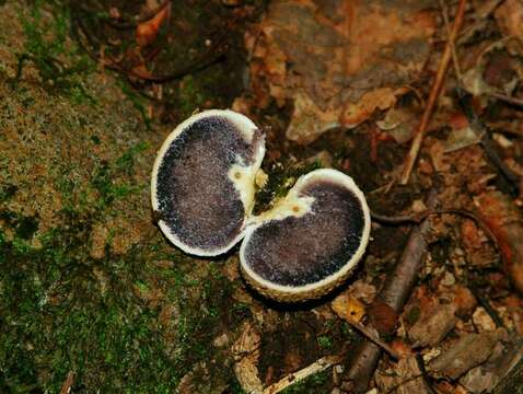 Imagem de Sclerodermataceae