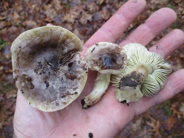 Image of Tricholoma