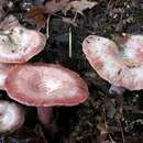 Plancia ëd <i>Lactarius subpurpureus</i>