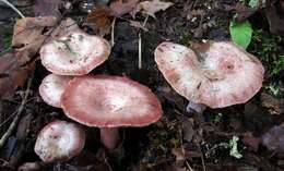 Image of <i>Lactarius subpurpureus</i>