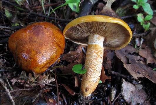 Imagem de Tricholoma aurantium (Schaeff.) Ricken 1914