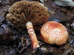 Image of Cortinarius bolaris (Pers.) Fr. 1838