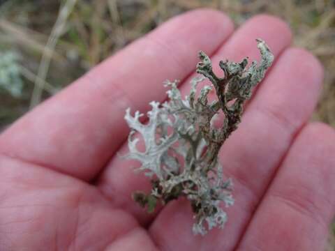 Image of ring lichen