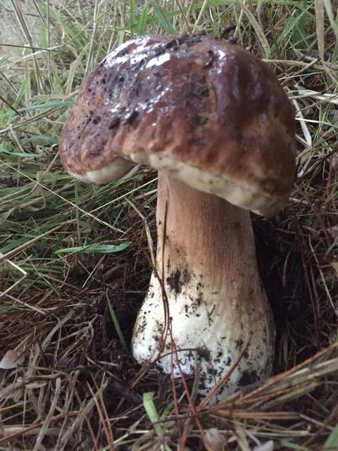 Image of Boletus