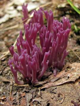 Image of Clavaria