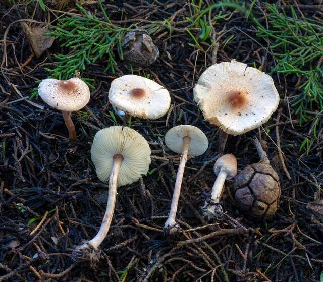 Lepiota resmi