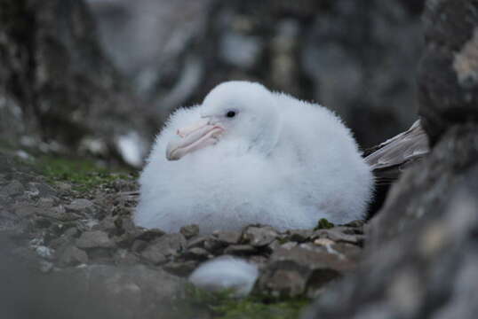 Image of Antarctic Giant-Petrel