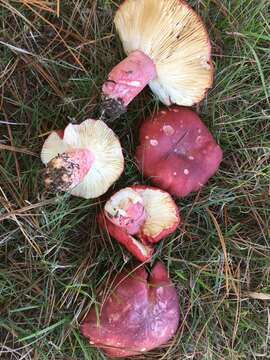 Image of <i>Russula rhodocephala</i>