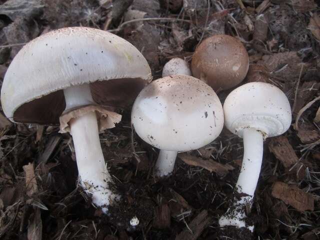 Image of yellow-stainer