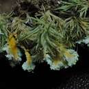 Image of cup lichen