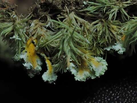 Imagem de Cladonia hypoxantha Tuck.