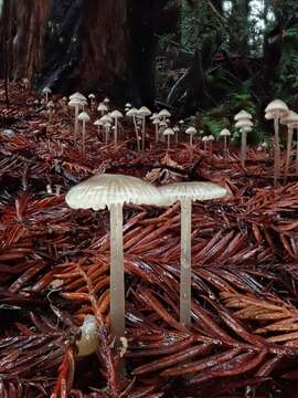 Image of Mycena clavicularis (Fr.) Gillet 1876