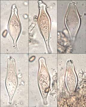 Image of Inocybe godeyi Gillet 1874