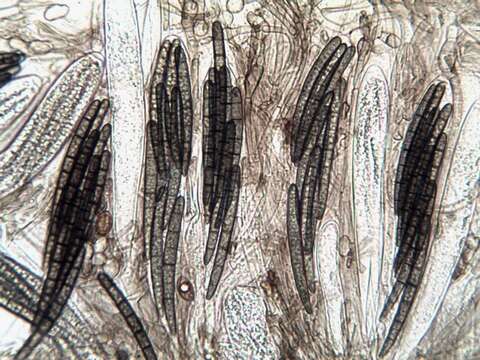 Слика од Geoglossomycetes