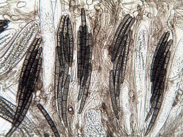 Image of Geoglossomycetes