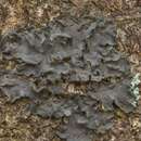 Image of skin lichen