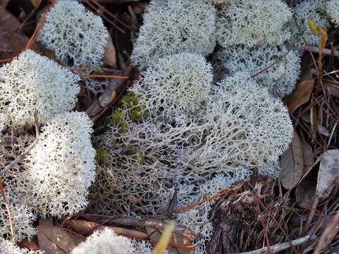 Слика од Cladonia evansii Abbayes