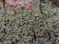 Image of pyxine lichen