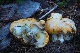 Image of Cantharellus cascadensis Dunham, O'Dell & R. Molina 2003