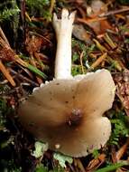 Image of Hygrophorus subaromaticus (A. H. Sm. & Hesler) Largent 1985