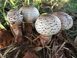 Termitomyces resmi