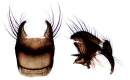 Image of root-maggot flies