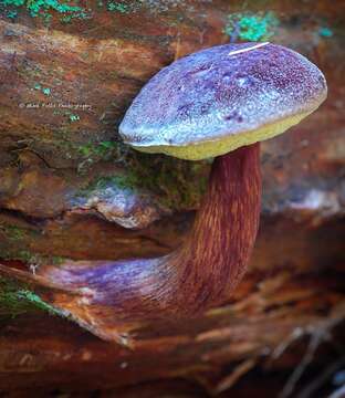 Слика од Aureoboletus mirabilis (Murrill) Halling 2015