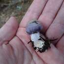 Image of <i>Inocybe ionocephala</i>